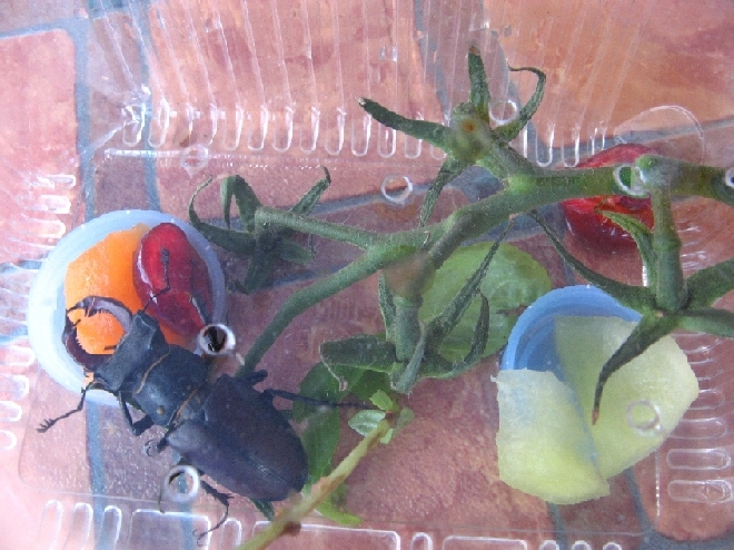 ho trovato un Lucanus Cervus (Cervo Volante) consigli grz